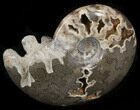 Polished Shloenbacchia Ammonite - Morocco #35292-2